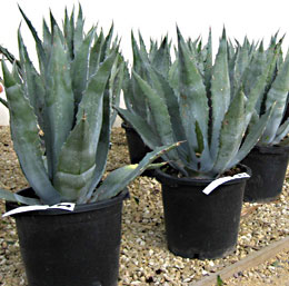 AGAVE AMERICANA GLAUCA VENDITA